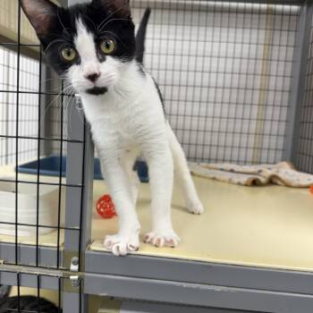 Stripes -  Domestic Short Hair Cat for Adoption in Senatobia, Mississippi - Stripes | PetCurious