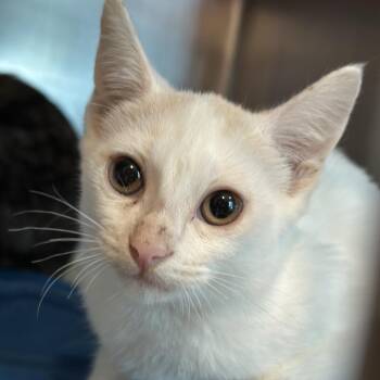 Caramel Apple -  Domestic Short Hair Cat for Adoption in Matteson, Illinois - Caramel Apple | PetCurious