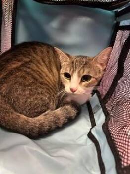 61631836 -  Domestic Short Hair Cat for Adoption in El Paso, Texas - 61631836 | PetCurious