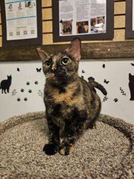 Domestic Short Hair Cats Available for Adoption in St. Cloud, Minnesota - Krinkle | PetCurious