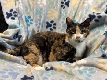Rescue Calico Cats for Adoption in North East, Maryland - 