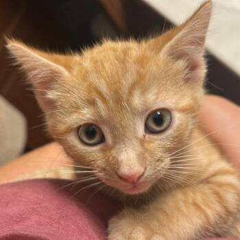 Jasper -  American Shorthair Cat for Adoption in Bethel, Connecticut - Jasper | PetCurious