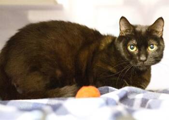 BILLIE -  Domestic Short Hair Cat for Adoption in South Lake Tahoe, California - BILLIE | PetCurious