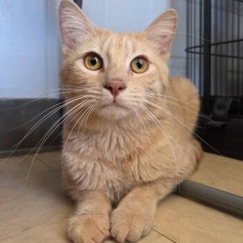 Tater Tot -  Domestic Short Hair Cat for Adoption in Warwick, Rhode Island - Tater Tot | PetCurious