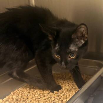 Ash -  Domestic Short Hair Cat for Adoption in Winston-salem, North Carolina - Ash | PetCurious