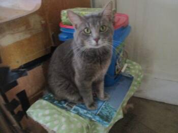 Rescue Domestic Short Hair Cats for Adoption in Detroit, Michigan - Alonzo | PetCurious