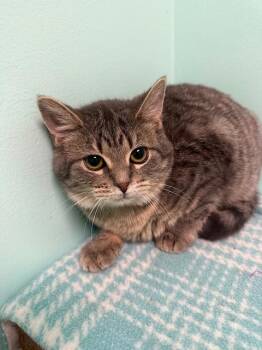 Rescue Domestic Short Hair Cats for Adoption in Medina, Ohio - Acorn | PetCurious