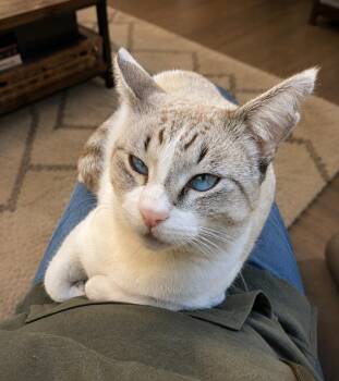 Narwhal -  Siamese Cat for Adoption in Chandler, Arizona - Narwhal | PetCurious