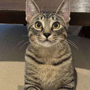 Rex -  Domestic Short Hair Cat for Adoption in Las Vegas, Nevada - Rex | PetCurious