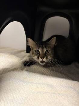 Domestic Long Hair and Domestic Short Hair Cats Available for Adoption - Wylie | PetCurious