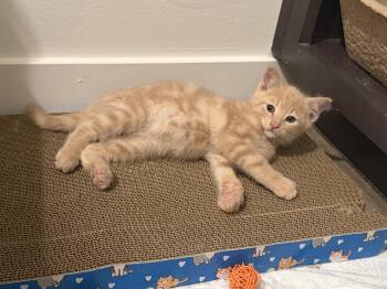 Ray (26-129 C) -  Domestic Short Hair Cat for Adoption in Lansing, Michigan - Ray (26-129 C) | PetCurious