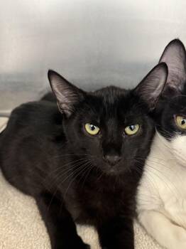 Gollum -  Domestic Short Hair Cat for Adoption in Hilton Head Island, South Carolina - Gollum | PetCurious