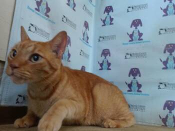 NARANJA -  Domestic Short Hair Cat for Adoption in Orlando, Florida - NARANJA | PetCurious