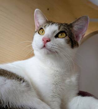 Rescue Domestic Short Hair Cats for Adoption in Evanston, Illinois - Popsicle | PetCurious