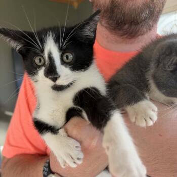 Jane -  Domestic Short Hair Cat for Adoption in Milan, Illinois - Jane | PetCurious