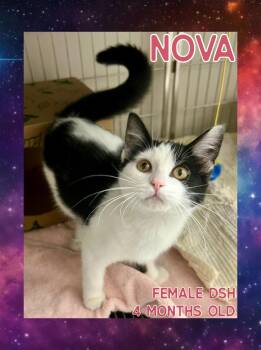 Rescue Domestic Short Hair Cats for Adoption in Danville, Indiana - Nova | PetCurious