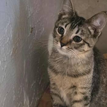 Rescue Domestic Short Hair Cats for Adoption in Springfield, Ohio - Hilda | PetCurious