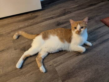 Rescue Domestic Short Hair Cats for Adoption in Greenwich Township, New Jersey - Janice | PetCurious