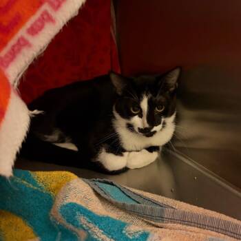 Barn Cat -  Domestic Short Hair Cat for Adoption in Council Bluffs, Iowa - Barn Cat | PetCurious