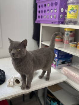 Rescue Domestic Short Hair Cats for Adoption in Trenton, New Jersey - Oakley | PetCurious