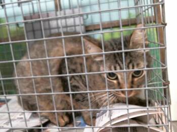 Domestic Short Hair Cats Available for Adoption in Houston, Texas - OWL | PetCurious