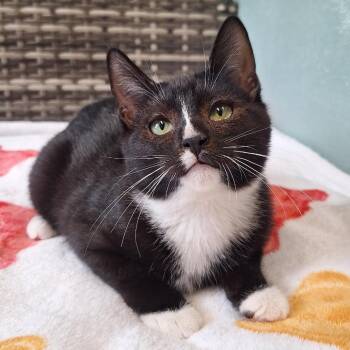 Maraschino Cherry -  Domestic Short Hair Cat for Adoption in Attica, New York - Maraschino Cherry | PetCurious