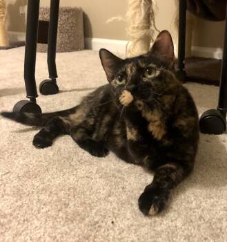 Rescue Domestic Short Hair Cats for Adoption in Greenville, South Carolina - Precious (PetSmart Laurens Rd) | PetCurious