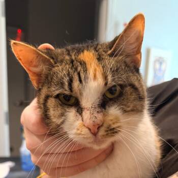 Pryia -  Domestic Short Hair Cat for Adoption in Horn Lake, Mississippi - Pryia | PetCurious