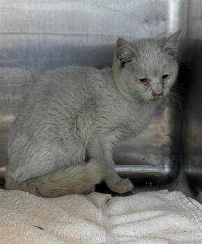 Domestic Medium Hair Cats Available for Adoption - 60629190 | PetCurious