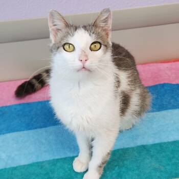 Nuggies -  Domestic Short Hair Cat for Adoption in Marshfield, Wisconsin - Nuggies | PetCurious