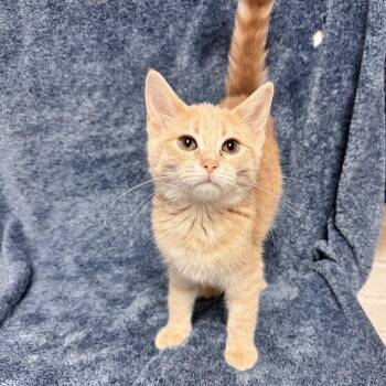 Donna -  Domestic Short Hair Cat for Adoption in Waterloo, Iowa - Donna | PetCurious
