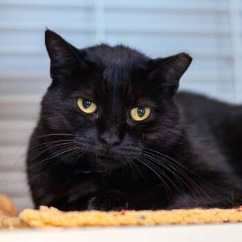 Rescue Domestic Short Hair Cats for Adoption - Sissy (Bonded With Brother) | PetCurious