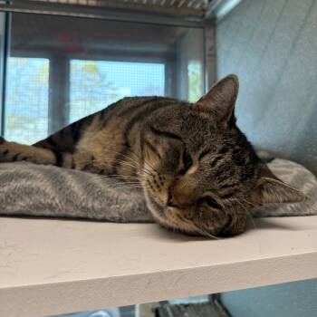 Rescue Domestic Short Hair Cats for Adoption in Branford, Connecticut - Meatball | PetCurious