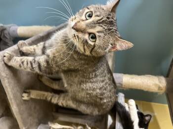 Rescue Domestic Short Hair Cats for Adoption in Angleton, Texas - Karvey Krav | PetCurious