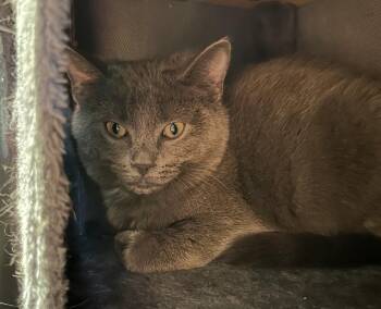 Domestic Short Hair Cats Available for Adoption - Adler | PetCurious