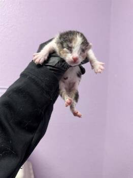 61324016 -  Domestic Short Hair Cat for Adoption in El Paso, Texas - 61324016 | PetCurious