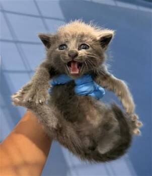 LOUIE -  Domestic Short Hair Cat for Adoption in San Bernardino, California - LOUIE | PetCurious