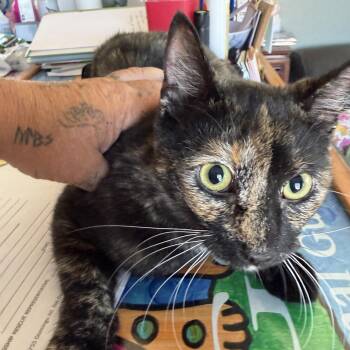 Harley Quinn -  Domestic Short Hair Cat for Adoption in Deming, New Mexico - Harley Quinn | PetCurious
