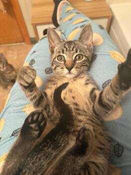 Jimothy -  Domestic Short Hair and Tabby Cat for Adoption in Denver, Colorado - Jimothy | PetCurious
