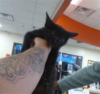 A799713 -  Domestic Short Hair Cat for Adoption in Louisville, Kentucky - A799713 | PetCurious