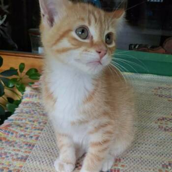 COPPER -  Domestic Short Hair Cat for Adoption in Gresham, Wisconsin - COPPER | PetCurious