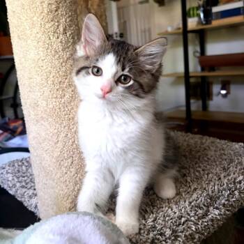 Maple -  Domestic Long Hair Cat for Adoption in Green Bay, Wisconsin - Maple | PetCurious