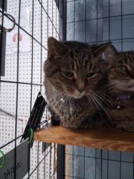 Tina -  Domestic Short Hair Cat for Adoption in Bryan, Ohio - Tina | PetCurious