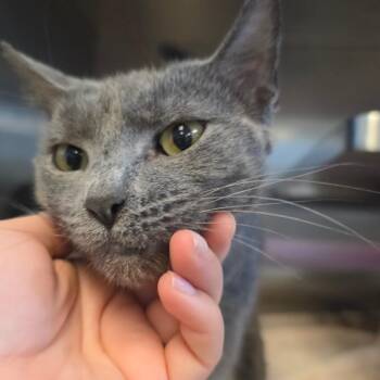 Dana -  Domestic Short Hair Cat for Adoption in Bristol, Indiana - Dana | PetCurious