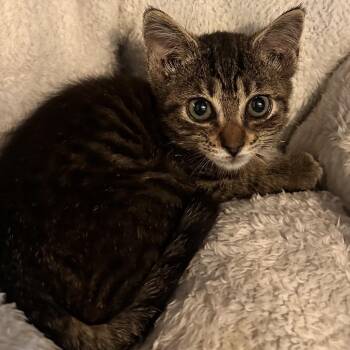 Durst -  Domestic Short Hair Cat for Adoption in Rocky Mount, Virginia - Durst | PetCurious