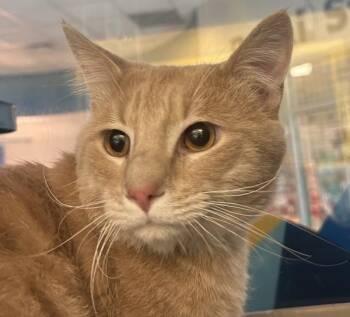 Domestic Short Hair Cats Available for Adoption in Golden, Colorado - Velociraptor | PetCurious