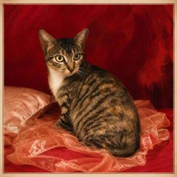 Purrgalicious 1192-26 -  Domestic Short Hair Cat for Adoption in Cumming, Georgia - Purrgalicious 1192-26 | PetCurious