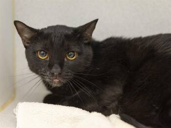 BUTTONS -  Domestic Short Hair Cat for Adoption in Phoenix, Arizona - BUTTONS | PetCurious