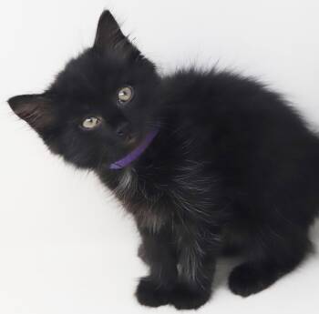 ZAKAI is our fav boy- PURRS nonstop -  Maine Coon and Norwegian Forest Cat Cat for Adoption in Bedford Hills, New York - ZAKAI Is Our Fav Boy- PURRS Nonstop | PetCurious