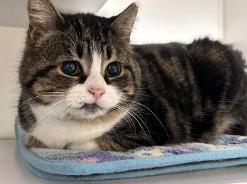 Domestic Short Hair Cats Available for Adoption - Holiday | PetCurious